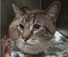 MISTER, a cat for adoption from Lee's Summit Animal Control