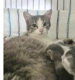 DIXIE, a cat for adoption from Lee's Summit Animal Control