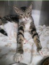 PHOENIX, a cat for adoption from Lee's Summit Animal Control
