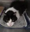 Billy Bob - Domestic Medium Hair