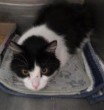 BILLY BOB, a cat for adoption from Lee's Summit Animal Control