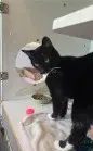 Dixie Jr - Domestic Short Hair