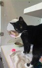 DIXIE JR, a cat for adoption from Lee's Summit Animal Control
