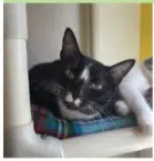 Nox - Domestic Short Hair