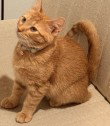 FRED, a cat for adoption from Lee's Summit Animal Control