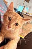 FRANK, a cat for adoption from Lee's Summit Animal Control