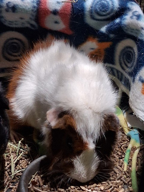 CHARLIE BROWN, a guinea pig for adoption from Lee's Summit Animal Control
