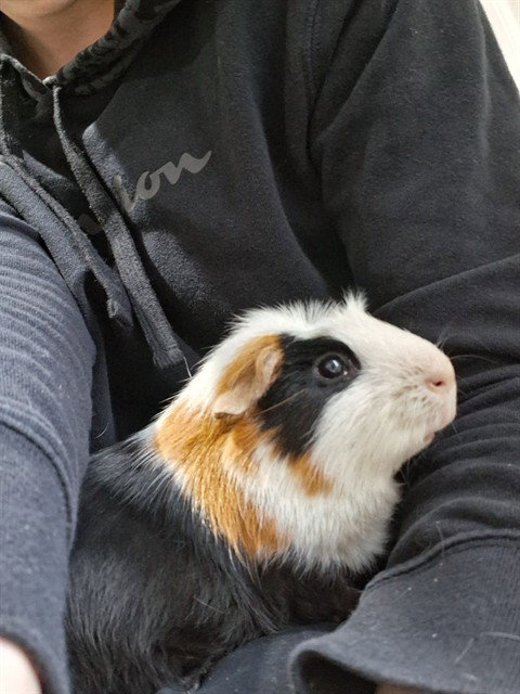 LINUS, a guinea pig for adoption from Lee's Summit Animal Control