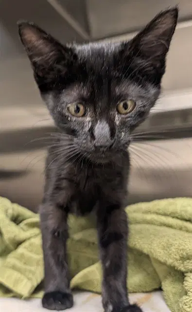Tarzan - Domestic Short Hair