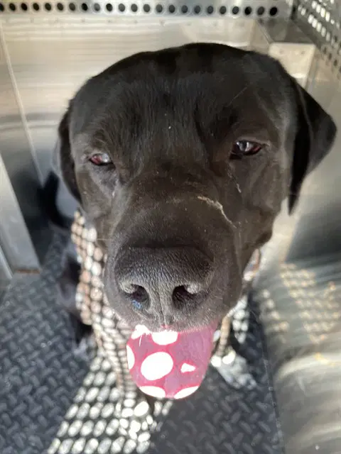 Tyson - Mastiff