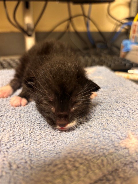 Plaid, Domestic Short Hair (medium coat)