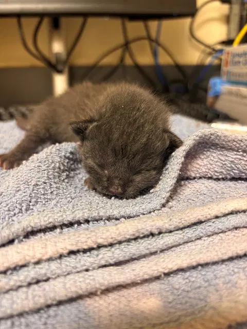 Twill - Domestic Short Hair