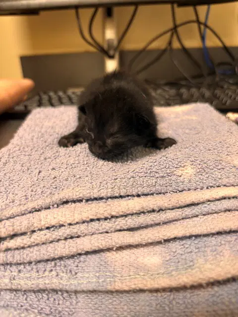 Tartan - Domestic Short Hair