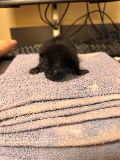 Tartan, Domestic Short Hair (medium coat)