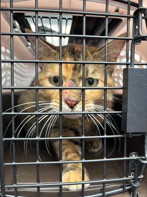 Libby, Domestic Short Hair (medium coat)