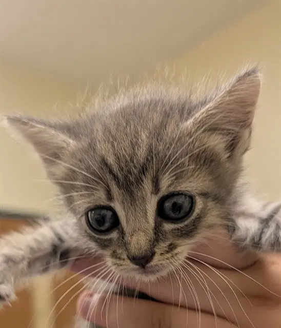 Tia - Domestic Short Hair