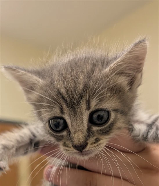 Tia