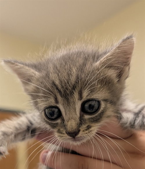 Tia, Domestic Short Hair (medium coat)