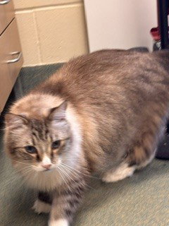Seamus, Domestic Long Hair (medium coat)