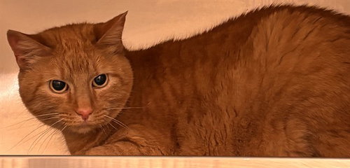 Ruby, Domestic Short Hair (medium coat)