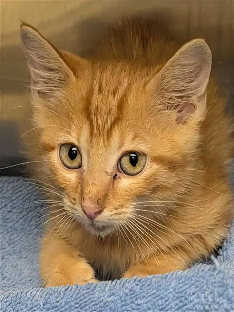 Zinnia - Domestic Short Hair