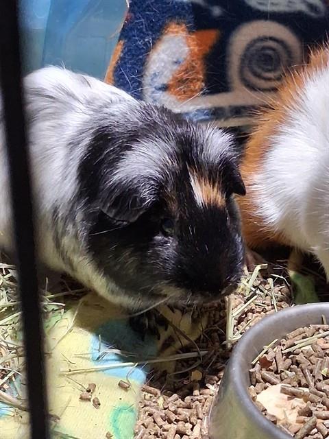 Snoopy, Guinea Pig (medium coat)