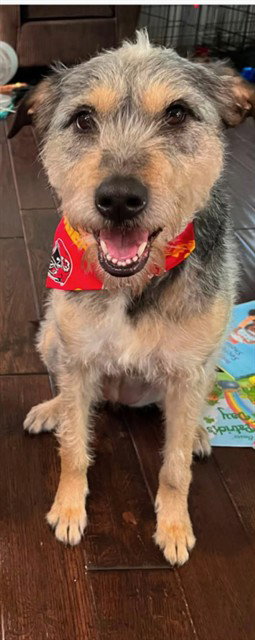 Sol, Terrier (medium coat)