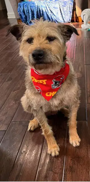 Isla - Terrier