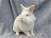 adoptable Rabbit in san clemente, CA named DAHLIA