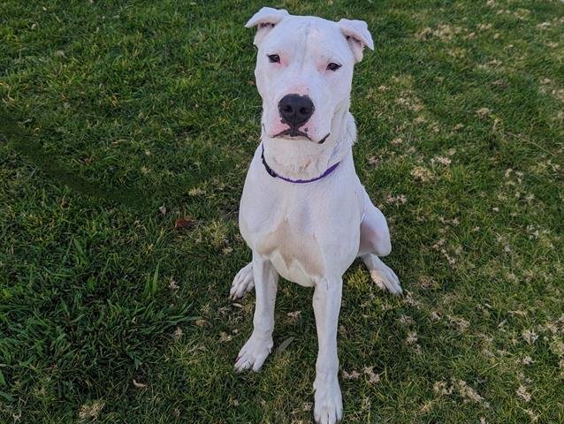 adoptable Dog in San Clemente, CA named LUANNE