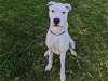 adoptable Dog in san clemente, ca, CA named LUANNE