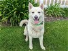 adoptable Dog in san clemente, ca, CA named JAX