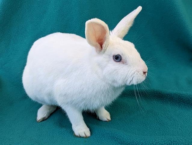 adoptable Rabbit in San Clemente, CA named LUV BUN
