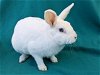 adoptable Rabbit in san clemente, ca, CA named LUV BUN