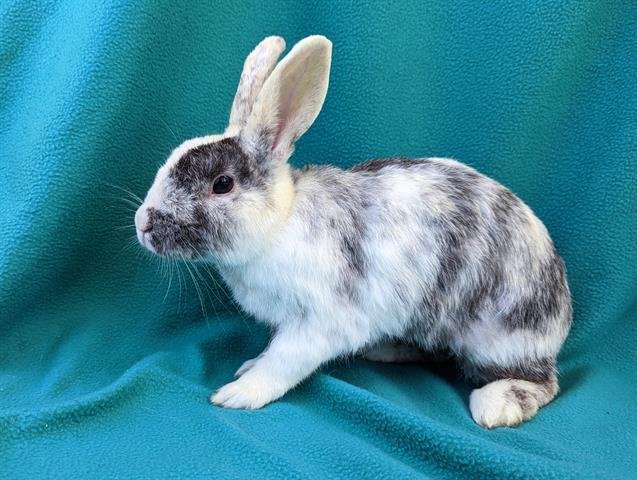 adoptable Rabbit in San Clemente, CA named HONEY BUN