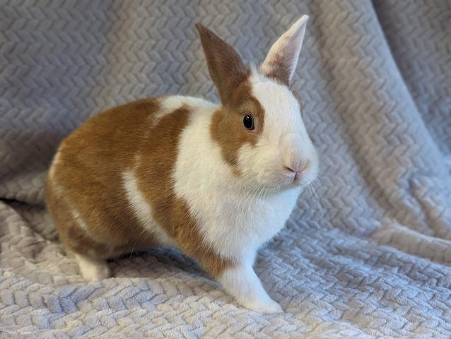 adoptable Rabbit in San Clemente, CA named INDEPENDENCE