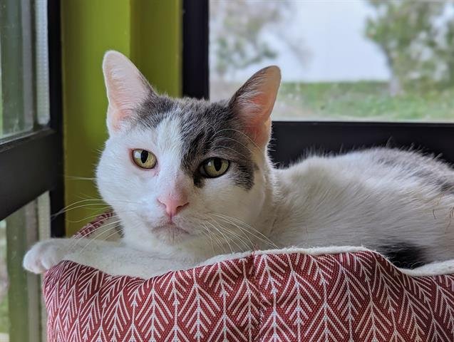 adoptable Cat in San Clemente, CA named CINDER