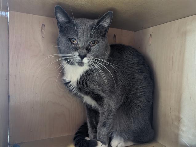 adoptable Cat in San Clemente, CA named BOOTSY