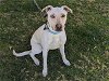 adoptable Dog in san clemente, ca, CA named GYPSY