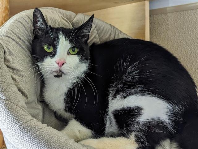adoptable Cat in San Clemente, CA named LOLYPOP