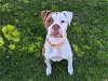 adoptable Dog in san clemente, ca, CA named JUNE