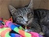 adoptable Cat in san clemente, ca, CA named LITTLE FOOT