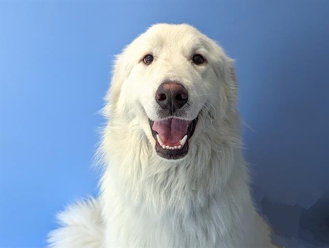 adoptable Dog in San Clemente, CA named YOGI