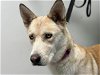 adoptable Dog in san clemente, ca, CA named MIA
