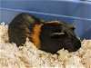 adoptable Guinea Pig in san clemente, CA named FRICK