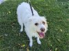 adoptable Dog in san clemente, CA named DRAKO