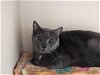 adoptable Cat in san clemente, CA named GRAND MARNIER