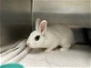 adoptable Rabbit in san clemente, CA named CAPTAIN CARROT