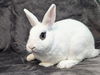 adoptable Rabbit in San Clemente, CA named CAPTAIN CARROT