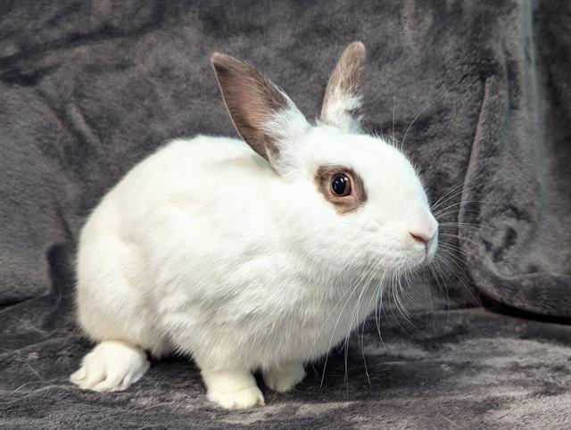 adoptable Rabbit in San Clemente, CA named HAYSTACK